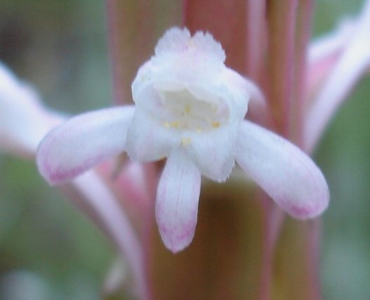 Satyrium longicauda var. longicauda almost white flower